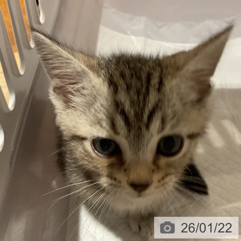 福岡県のアメリカンショートヘアー (ペットプラス 八幡東店/2025年11月21日生まれ/男の子/シルバータビー)の子猫の4枚目の画像