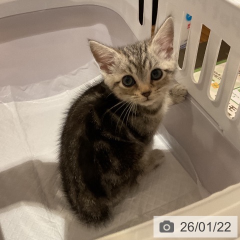 福岡県のアメリカンショートヘアー (ペットプラス 八幡東店/2025年11月21日生まれ/男の子/シルバータビー)の子猫の3枚目の画像