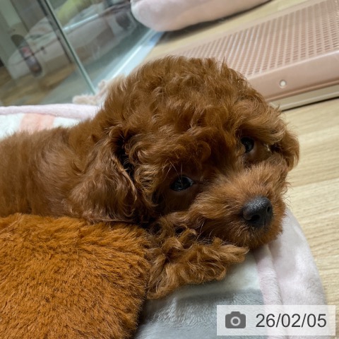 東京都のトイプードル(トイ) (ペットプラス 立川高島屋S.C.店/2025年11月21日生まれ/女の子/レッド)の子犬の3枚目の画像