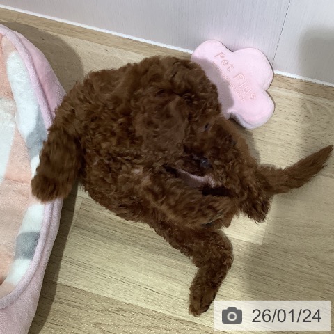 長野県のトイプードル(トイ) (ペットプラス 松本店/2025年11月21日生まれ/女の子/レッド)の子犬の4枚目の画像