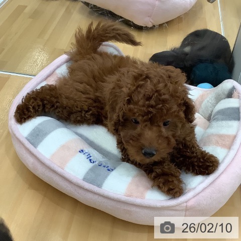 長野県のトイプードル(トイ) (ペットプラス 松本店/2025年11月21日生まれ/女の子/レッド)の子犬の4枚目の画像