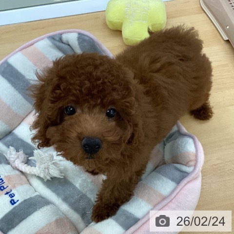 埼玉県のトイプードル(トイ) (ペットプラス 羽生店/2025年11月21日生まれ/女の子/レッド)の子犬の4枚目の画像