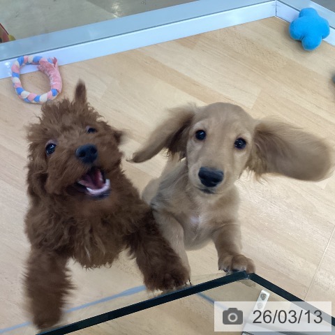 埼玉県のトイプードル(トイ) (ペットプラス 羽生店/2025年11月21日生まれ/女の子/レッド)の子犬の4枚目の画像