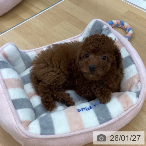 長野県のトイプードル(トイ) (ペットプラス 松本店/2025年11月21日生まれ/女の子/レッド)の子犬の3枚目の画像