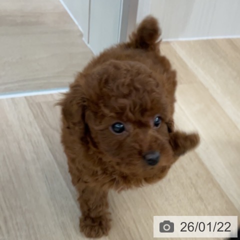 千葉県のトイプードル(トイ) (ペットプラス 船橋店/2025年11月21日生まれ/女の子/レッド)の子犬の4枚目の画像