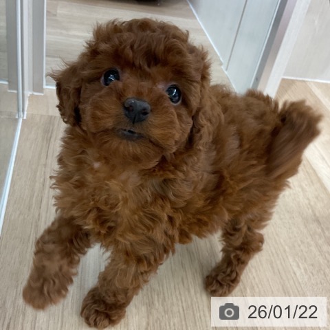千葉県のトイプードル(トイ) (ペットプラス 船橋店/2025年11月21日生まれ/女の子/レッド)の子犬の3枚目の画像