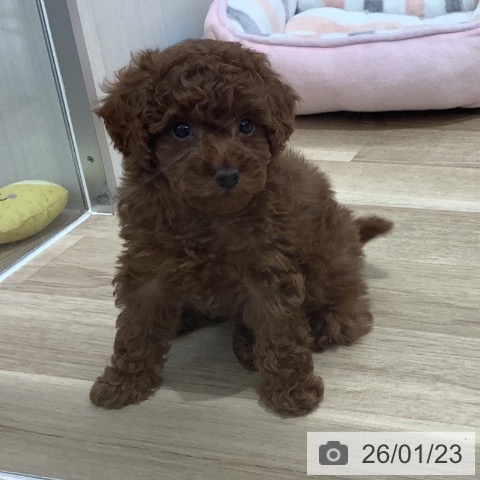 千葉県のトイプードル(トイ) (ペットプラス 船橋店/2025年11月21日生まれ/女の子/レッド)の子犬の3枚目の画像