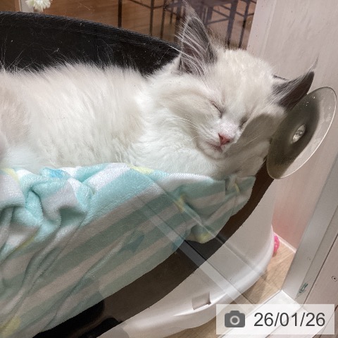 ラグドールの写真