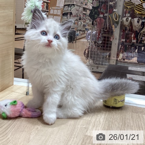 埼玉県のラグドール (ペットプラス ピオニウォーク東松山店/2025年11月20日生まれ/男の子/ブルーポイントバイカラー)の子猫の4枚目の画像