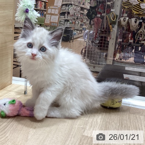 埼玉県のラグドール (ペットプラス ピオニウォーク東松山店/2025年11月20日生まれ/男の子/ブルーポイントバイカラー)の子猫の3枚目の画像