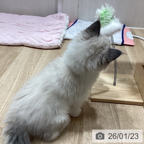 埼玉県のラグドール (ペットプラス ピオニウォーク東松山店/2025年11月20日生まれ/男の子/ブルーポイントバイカラー)の子猫の4枚目の画像