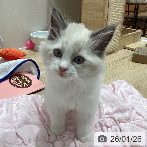 埼玉県のラグドール (ペットプラス ピオニウォーク東松山店/2025年11月20日生まれ/男の子/ブルーポイントバイカラー)の子猫の4枚目の画像