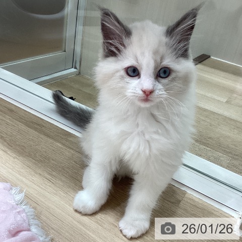 埼玉県のラグドール (ペットプラス ピオニウォーク東松山店/2025年11月20日生まれ/男の子/ブルーポイントバイカラー)の子猫の3枚目の画像