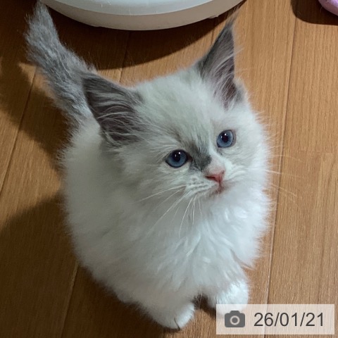 埼玉県のラグドール (ペットプラス イオンモール春日部店/2025年11月20日生まれ/女の子/ブルーポイントバイカラー)の子猫の4枚目の画像