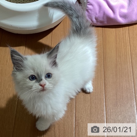 埼玉県のラグドール (ペットプラス イオンモール春日部店/2025年11月20日生まれ/女の子/ブルーポイントバイカラー)の子猫の3枚目の画像