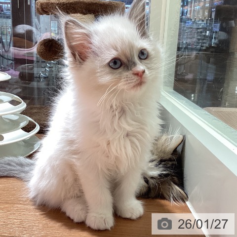 埼玉県のラグドール (ペットプラス イオンモール春日部店/2025年11月20日生まれ/女の子/ブルーポイントバイカラー)の子猫の3枚目の画像