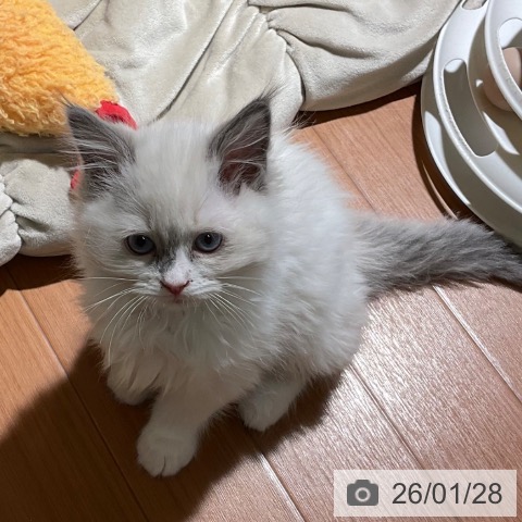 埼玉県のラグドール (ペットプラス イオンモール春日部店/2025年11月20日生まれ/女の子/ブルーポイントバイカラー)の子猫の3枚目の画像