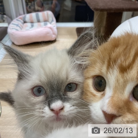 福岡県のラグドール (ペットプラス 香椎浜店/2025年11月20日生まれ/女の子/ブルーポイントバイカラー)の子猫の4枚目の画像