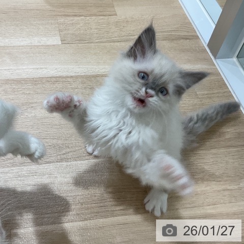 福岡県のラグドール (ペットプラス 香椎浜店/2025年11月20日生まれ/女の子/ブルーポイントバイカラー)の子猫の3枚目の画像