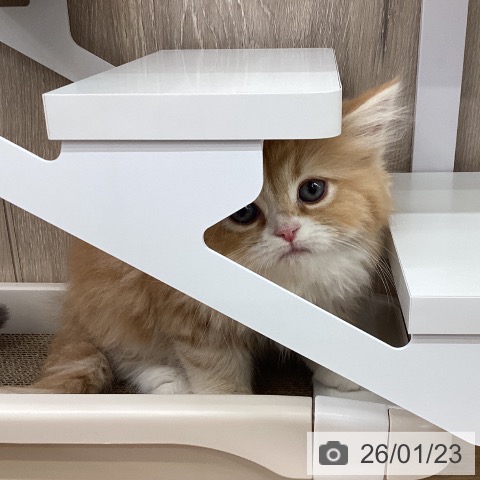 茨城県のサイベリアン (ペットプラス つくば店/2025年11月21日生まれ/男の子/レッドタビーホワイト)の子猫の4枚目の画像