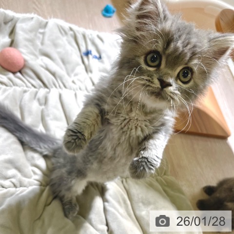 ミヌエットの写真