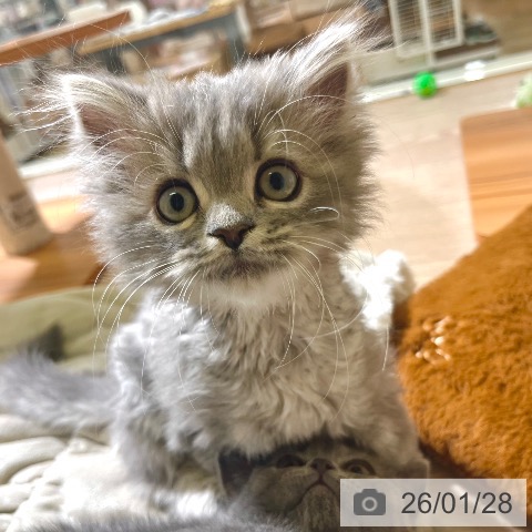 東京都のミヌエット (ペットプラス 板橋店/2025年10月30日生まれ/男の子/ブルータビー)の子猫の4枚目の画像