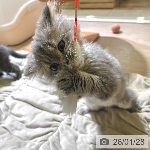 東京都のミヌエット (ペットプラス 板橋店/2025年10月30日生まれ/男の子/ブルータビー)の子猫の3枚目の画像