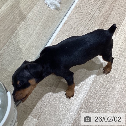 ミニチュア・ピンシャーの写真