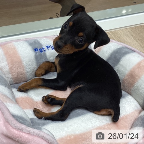 宮城県のミニチュアピンシャー (ペットプラス 仙台上杉店/2025年11月20日生まれ/男の子/ブラックタン)の子犬の4枚目の画像