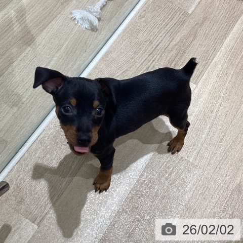 ミニチュア・ピンシャーの写真