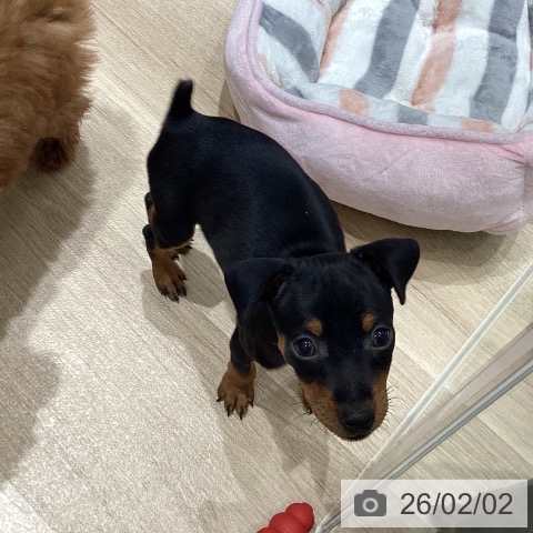 ミニチュア・ピンシャーの写真