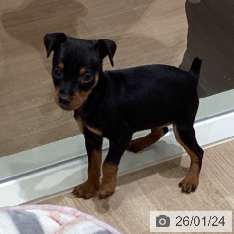 宮城県のミニチュアピンシャー (ペットプラス 仙台上杉店/2025年11月20日生まれ/男の子/ブラックタン)の子犬の3枚目の画像