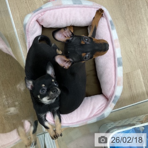 ミニチュア・ピンシャーの写真