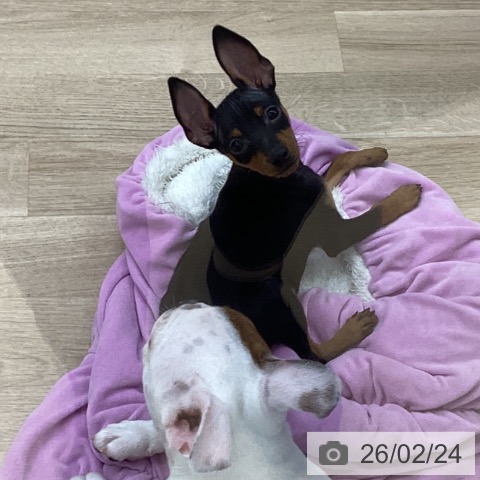 福島県のミニチュアピンシャー (ペットプラス 福島店/2025年11月20日生まれ/男の子/ブラックタン)の子犬の3枚目の画像