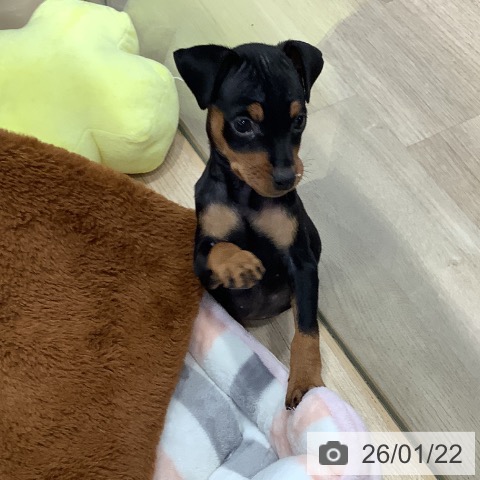 東京都のミニチュアピンシャー (ペットプラス 日の出店/2025年11月20日生まれ/女の子/ブラックタン)の子犬の4枚目の画像