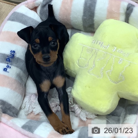 東京都のミニチュアピンシャー (ペットプラス 日の出店/2025年11月20日生まれ/女の子/ブラックタン)の子犬の3枚目の画像