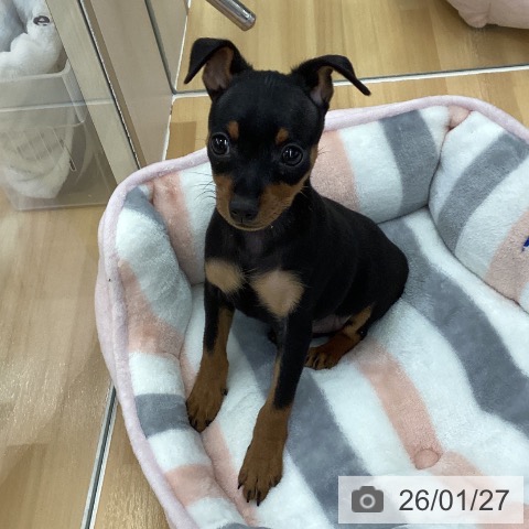 長野県のミニチュアピンシャー (ペットプラス 松本店/2025年11月20日生まれ/女の子/ブラックタン)の子犬の3枚目の画像