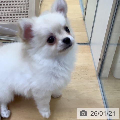 埼玉県のチワワ(ロング) (ペットプラス 羽生店/2025年11月18日生まれ/男の子/クリーム)の子犬の3枚目の画像