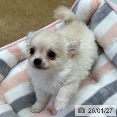 埼玉県のチワワ(ロング) (ペットプラス 羽生店/2025年11月18日生まれ/男の子/クリーム)の子犬の4枚目の画像