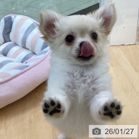 埼玉県のチワワ(ロング) (ペットプラス 羽生店/2025年11月18日生まれ/男の子/クリーム)の子犬の3枚目の画像