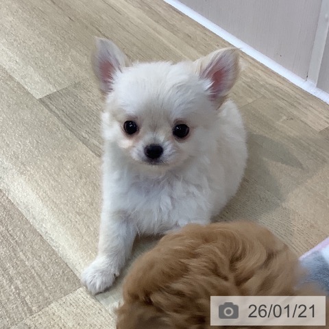 埼玉県のチワワ(ロング) (ペットプラス ららぽーと新三郷店/2025年11月18日生まれ/男の子/クリーム)の子犬の3枚目の画像