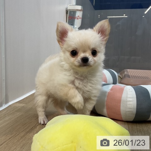 埼玉県のチワワ(ロング) (ペットプラス ららぽーと新三郷店/2025年11月18日生まれ/男の子/クリーム)の子犬の3枚目の画像