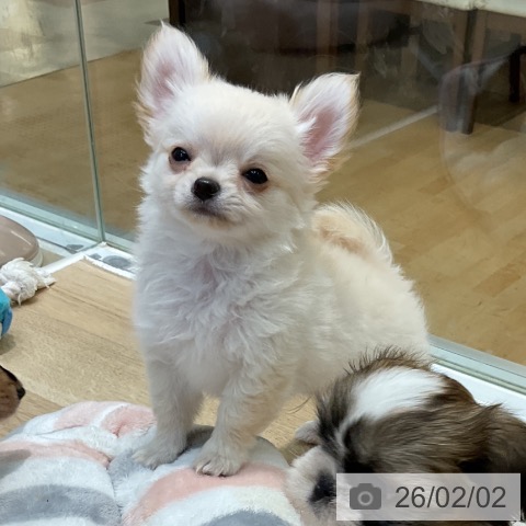 埼玉県のチワワ(ロング) (ペットプラス ららぽーと新三郷店/2025年11月18日生まれ/男の子/クリーム)の子犬の4枚目の画像