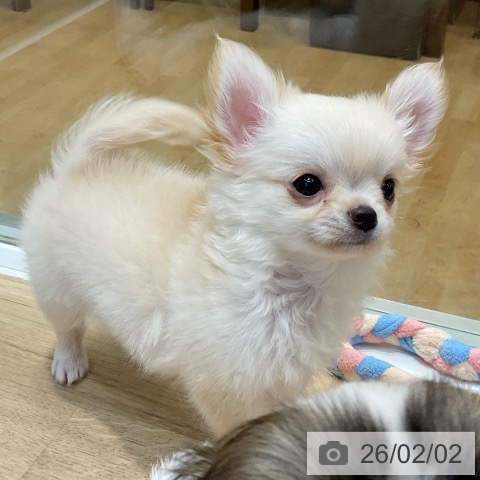 埼玉県のチワワ(ロング) (ペットプラス ららぽーと新三郷店/2025年11月18日生まれ/男の子/クリーム)の子犬の3枚目の画像