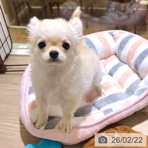 東京都のチワワ(ロング) (ペットプラス 板橋店/2025年11月18日生まれ/男の子/クリーム)の子犬の4枚目の画像