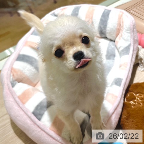 東京都のチワワ(ロング) (ペットプラス 板橋店/2025年11月18日生まれ/男の子/クリーム)の子犬の3枚目の画像