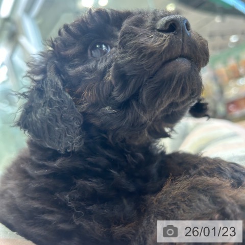 東京都のトイプードル(トイ) (ペットプラス 多摩平の森店/2025年11月17日生まれ/男の子/ブラックタン)の子犬の3枚目の画像