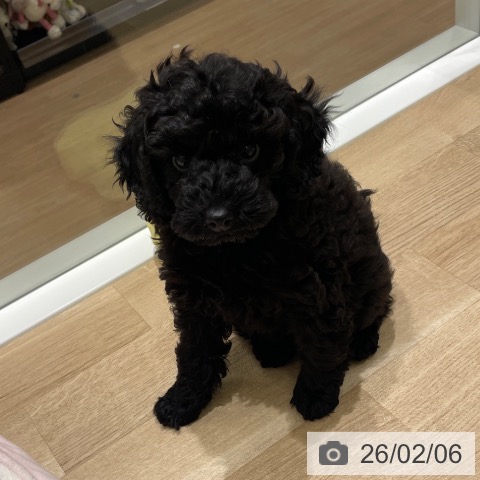 トイ・プードルの写真