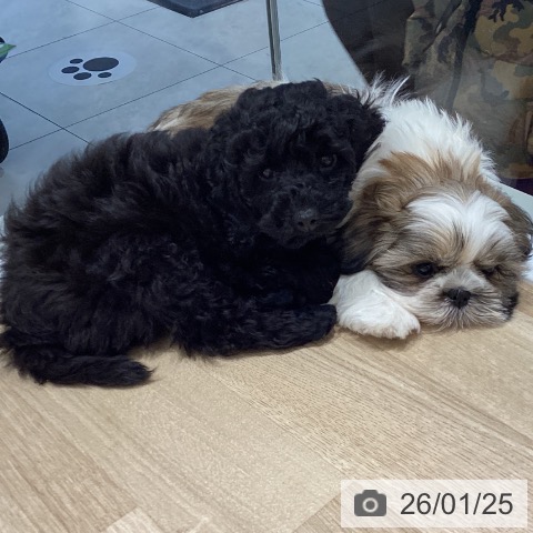 長野県のトイプードル(トイ) (ペットプラス 須坂店/2025年11月17日生まれ/男の子/ブラック)の子犬の3枚目の画像