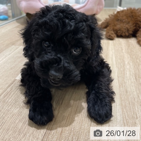 長野県のトイプードル(トイ) (ペットプラス 須坂店/2025年11月17日生まれ/男の子/ブラック)の子犬の3枚目の画像